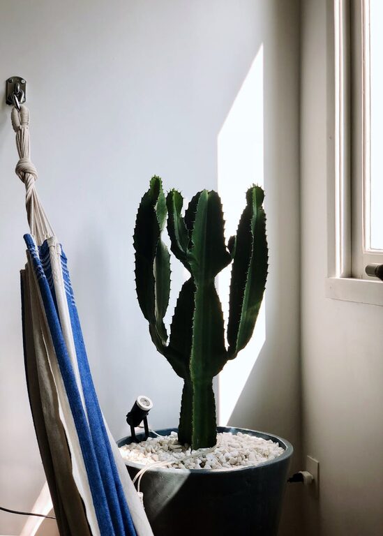 How to Refresh Your Home with Plants: Simple Tips for a Green Makeover